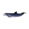 Common dolphin vector