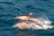 Common Dolphins