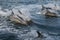 COMMON DOLPHINS 4