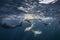 Common Dolphins Feeding