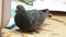 Common domestic pigeon eating bread