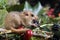 Common Dormouse, muscardinus avellanarius, Adult eating Blackberry, Normandy