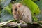 Common Dormouse, muscardinus avellanarius, Adult sitting with Leaves, Normandy