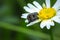 Common Dotted Fruit Chafer mating on a white daisy flower