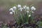 Common double snowdrop, Galanthus nivalis \\\'Flore pleno