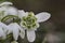 Common double snowdrop, Galanthus nivalis \\\'Flore pleno