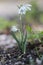 Common double snowdrop, Galanthus nivalis \\\'Flore pleno