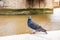 Common dove pigeon bird sitting on the railing of Thames river promenade