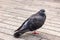 Common dove pigeon bird sitting on the stone tile of Thames river promenade