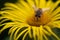 The common drone fly, called Eristalis tenax, collecting pollen from an Inula helenium plant