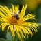 The common drone fly, called Eristalis tenax, collecting pollen from an Inula helenium plant