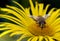 The common drone fly, called Eristalis tenax, collecting pollen from an Inula helenium plant