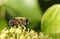 A Common Drone Fly, Eristalis tenax, pollinating an Ivy flower.