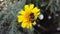 Common Drone Fly on a Golden Shrub Daisy 07 Slow Motion