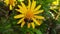 Common Drone Fly on a Golden Shrub Daisy 08 Slow Motion