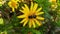 Common Drone Fly on a Golden Shrub Daisy 09 Slow Motion