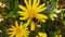 Common Drone Fly on a Golden Shrub Daisy 10 Slow Motion