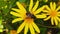 Common Drone Fly on a Golden Shrub Daisy 12 Slow Motion