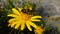 Common Drone Fly on a Golden Shrub Daisy 13 Slow Motion