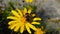 Common Drone Fly on a Golden Shrub Daisy 14 Slow Motion