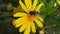 Common Drone Fly on a Golden Shrub Daisy 15 Slow Motion