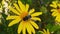 Common Drone Fly on a Golden Shrub Daisy 17 Slow Motion