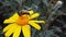 Common drone fly on a golden shrub daisy slow motion