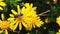 Common drone fly on a golden shrub daisy slow motion