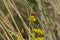 Common drone fly on a yellow ragwort flower