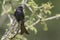 Common Drongo