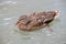 Common duck swimming in a city pond. Anas platyrhynchos domesticus