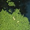 Common duckweed green ( Lemna minor L. ) floating on water in the pond Butomus umbellatus) Dniester