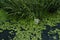 Common duckweed green ( Lemna minor L. ) floating on water in the pond Butomus umbellatus) Dniester