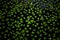 Common duckweed, Lemna sp.