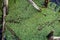 Common duckweed texture in freshwater pond, top view. Many small green Lemna minor plants on the water surface in a swamp among