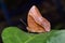 Common Duffer butterfly