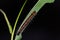 Common Duffer Discophora sondaica caterpillar