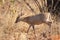 Common Duiker