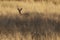 Common Duiker in the grass,