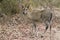 Common duiker in Kruger National park