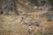 Common duiker in Kruger National park, South Africa