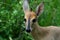 Common duiker, (Sylvicapra grimmia)