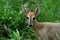 Common duiker, (Sylvicapra grimmia)