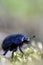 Common dung beetle - Stack of 7 images