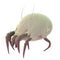 A common dust mite