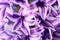 Common Dutch Garden Hyacinth (Hyacinthus Orientalis)