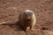 Common dwarf mongoose