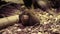 The common dwarf mongoose Helogale parvula