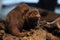 Common dwarf mongoose (Helogale parvula)