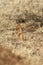 The common dwarf mongoose Helogale parvula